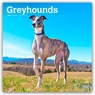 Greyhounds 2026 Square Flap Calendar -  - 9798330703555