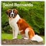 Saint Bernards 2026 Square Flap Calendar -  - 9798330705405