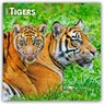 Tigers - Tiger 2027 - 16-Monatskalender -  - 9798330712120