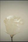 Suppressed Wounds - JONES,  Kristina - 9798422659180