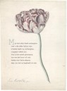 10 poëziekaarten plint met gedicht 'Mijn hert' -  - 9789059306479