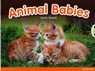 Bug Club Independent Non Fiction Reception Red B Animal Babies - Sarah Russell - 9780435167974