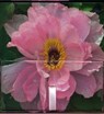 Memo Block - Peony - Peony Press - 9780754832096