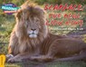 Cambridge Reading Adventures Scarface: The Real Lion King Gold Band - Jonathan and Angela Scott - 9781107560475