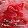 Brugmansia and Datura Beauties (Wall Calendar 2016 300 × 300 mm Square) -  - 9781325093212