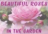 Beautiful Roses in the Garden (Wall Calendar 2018 DIN A3 Landscape) - CROSS,  Martina - 9781325296781