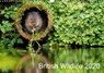 British Wildlife 2020 (Wall Calendar 2020 DIN A3 Landscape) - BRIDGER,  Mark - 9781325417940