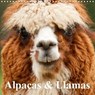 Alpacas & Llamas (Wall Calendar 2020 300 × 300 mm Square) - STANZER,  Elisabeth - 9781325418022