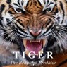 Tiger . The Beautiful Predator (Wall Calendar 2020 300 × 300 mm Square) - STANZER,  Elisabeth - 9781325419043