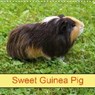Sweet Guinea Pig (Wall Calendar 2020 300 × 300 mm Square) - KATTOBELLO,  K. A. - 9781325442416