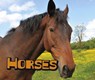 Horses - DOYLE,  Sheri - 9781474719056