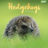 Hedgehogs Square Wall Calendar 2023 -  - 9781529826296