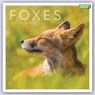 Foxes Square Wall Calendar 2023 -  - 9781529827392