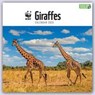 WWF Giraffes Square Wall Calendar 2023 -  - 9781529828955