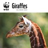 WWF Giraffes Square Wall Calendar 2024 -  - 9781529833386