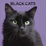 Black Cats Square Wall Calendar 2024 -  - 9781529836370