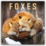 Foxes (PFP) W -  - 9781529858181