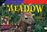 In the Meadow - SCHWARTZ,  David M. - 9781574712131