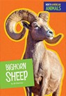 Bighorn Sheep - SHERMAN,  Jill - 9781681523354