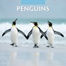 Penguins 2025 Square Wall Calendar - Red Robin - 9781804424032