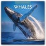 Whales 2025 Square Wall Calendar - Red Robin - 9781804424131