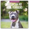 American Staffordshire Terriers 2025 Square Wall Calendar - Red Robin - 9781804424193