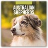 Australian Shepherds 2025 Square Wall Calendar - Red Robin - 9781804424223