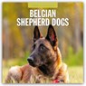 Belgian Shepherd Dogs 2025 Square Wall Calendar - Red Robin - 9781804424278