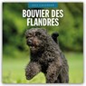 Bouvier des Flandres 2025 Square Wall Calendar - Red Robin - 9781804424377