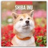 Shiba Inu 2026 Square Wall Calendar - Red Robin - 9781804428542