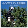 Goats in Trees - Ziegen auf Bäumen 2025 - 16-Monatskalender -  - 9781835360637
