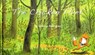 The Chicken Thief - Beatrice Rodriguez - 9781877467318