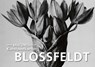 Postkarten-Set Blossfeldt - Karl Blossfeldt - 9783730614471