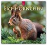Eichhörnchen 2019 -  - 9783800359363