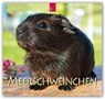 Meerschweinchen 2019 -  - 9783800359608