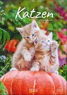 Katzen 2027 -  - 9783819300608