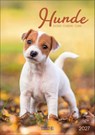 Hunde 2027 -  - 9783819300615