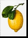 The Gourmand’s Lemon - The Gourmand - 9783836585903