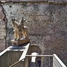 Carlo Scarpa, Castelvecchio, Verona - Richard Bryant ; Valeria Carullo ; Alba Di Lieto ; Paola Marini - 9783932565816