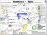 Hormone Tafel -  - 9783939378686