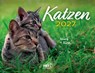 Katzen 2027 Eintragkalender -  - 9783960585244