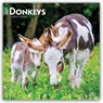 Donkeys 2027 Square Flap -  - 9798330711895