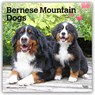 Bernese Mountain Dogs 2027 Square Flap -  - 9798330712236