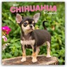 Chihuahua Puppies 2027 Square Flap -  - 9798330712359