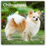 Chihuahuas 2027 Square Flap -  - 9798330712366
