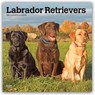 Labrador Retrievers 2027 Square Flap -  - 9798330712540