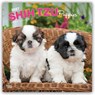 Shih Tzu Puppies 2027 Square Flap -  - 9798330712687