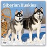 Siberian Huskies 2027 Square Flap -  - 9798330712694