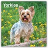Yorkshire Terriers 2027 Square Flap -  - 9798330712731