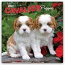 Cavalier King Charles Spaniel Puppies 2027 Square Flap -  - 9798330714131